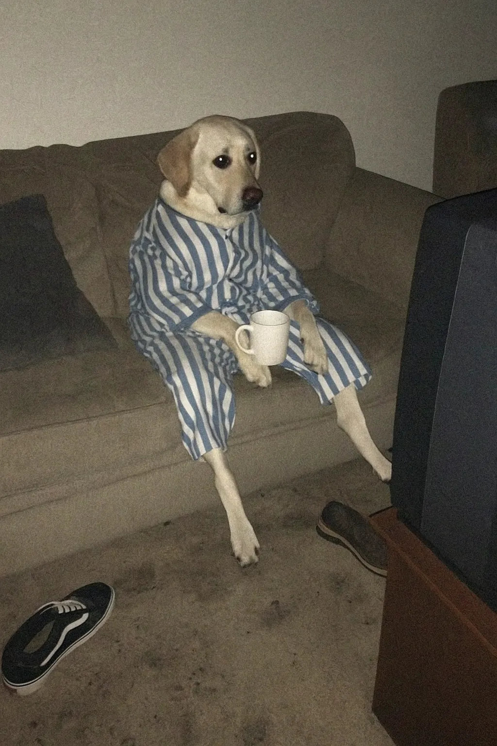 Example output from the Low Quality Smartphone Photo Scenes ChatGPT prompt: Dog