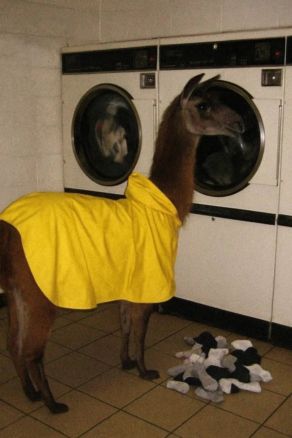 Example output from the Low Quality Smartphone Photo Scenes ChatGPT prompt: Llama