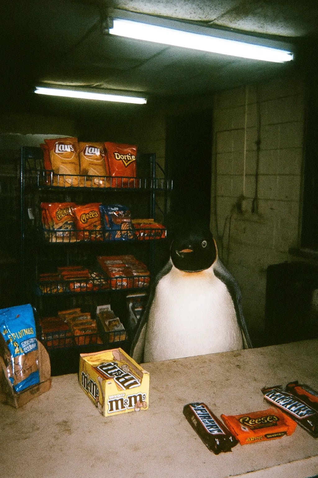 Example output from the Low Quality Smartphone Photo Scenes ChatGPT prompt: Penguin